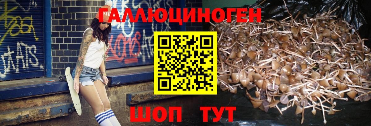Галлюциногенные грибы мухоморы Губкинский